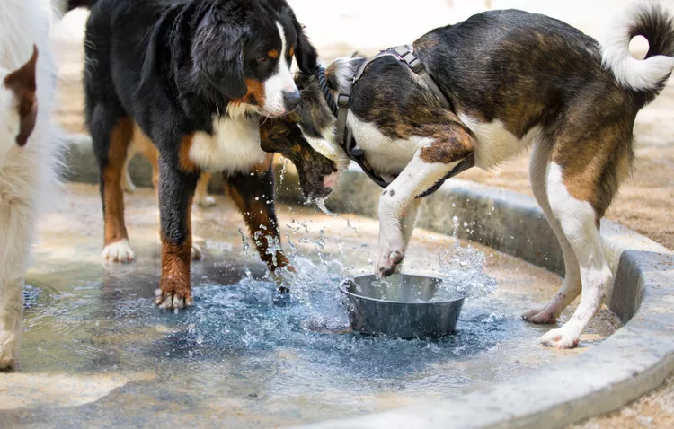 آیا نوشیدن خارج از کاسه آب مشترک برای سگ ها بی خطر است؟